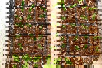 Thumbnail for 'Peat free blocking end of field lab webinar' page