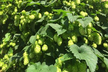 Thumbnail for 'Climate-resilient hops trialled amid sustainability concerns for British beer' page