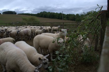 Thumbnail for 'Watch the new field lab film' page