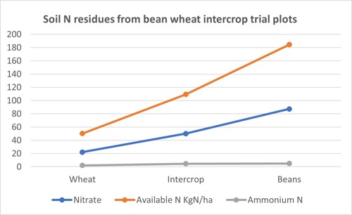 Soil N residues from bean wheat intercrop