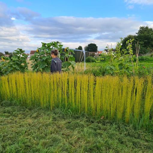 Thumbnail for 'High yields in flax trials looking to revive Scotland's linen industry' page