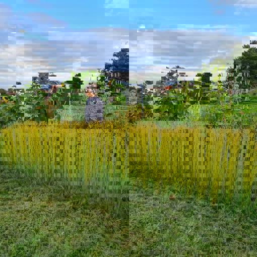 Thumbnail for 'High yields in flax trials looking to revive Scotland's linen industry' page