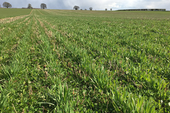 Thumbnail for 'ORC continues living mulch trials' page