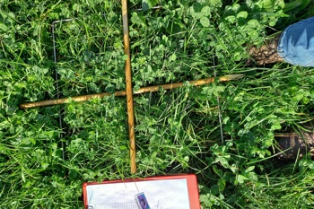 Thumbnail for 'Farmer-led research disproves red clover fears on sheep fertility' page