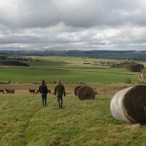 Thumbnail for 'Cost savings and boost for nature in new winter mob grazing trials' page