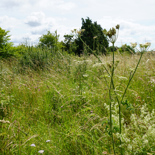 Thumbnail for 'Why wildflower margins benefit my farm and why I’m researching them' page