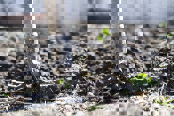 Thumbnail for 'The timeless relevance of traditional agricultural knowledge' page