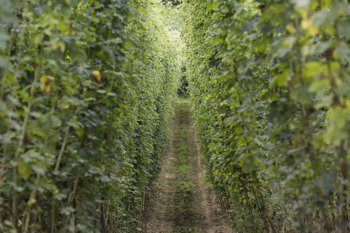 Thumbnail for 'Interview with Ross Hukins, hop grower and triallist' page