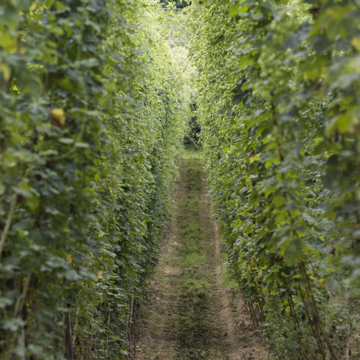 Thumbnail for 'Farmers collaborate to find hop varieties for a growing sustainably produced beer market' page