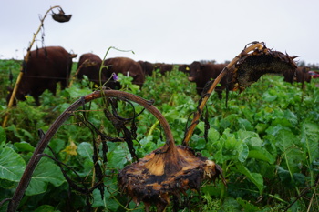 Thumbnail for 'Crop trials to diversify winter fodder for cattle and wildlife' page