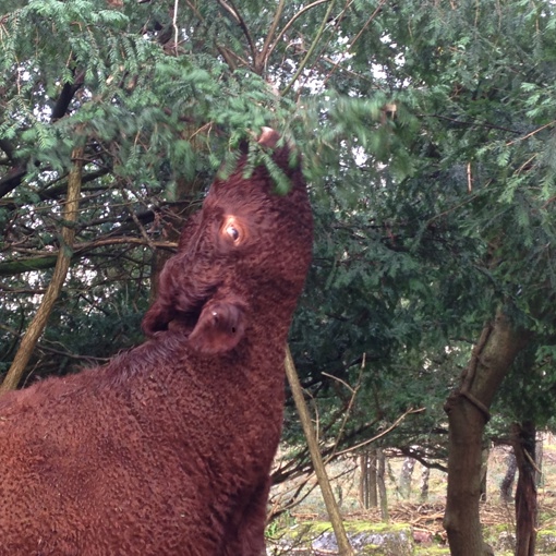 Thumbnail for 'Using trees to help livestock health ' page