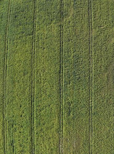 Picture of field of beans