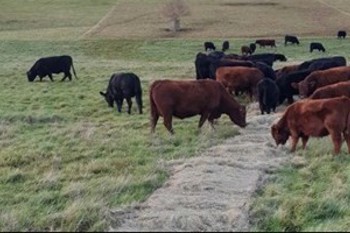 Thumbnail for 'Recording of the 2024 ORFC session on bale grazing - Agricology' page