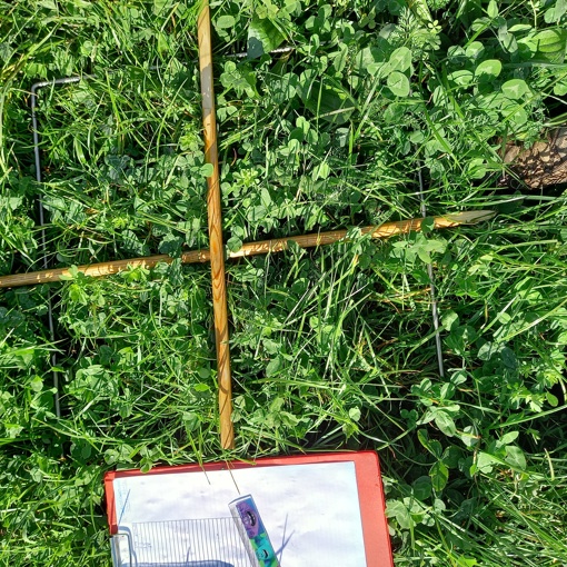 Thumbnail for 'Farmer-led research disproves red clover fears on sheep fertility' page