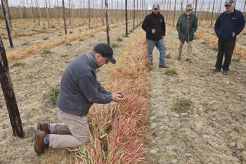 Thumbnail for 'South East Farmer article: Cover crops could benefit hop soils' page