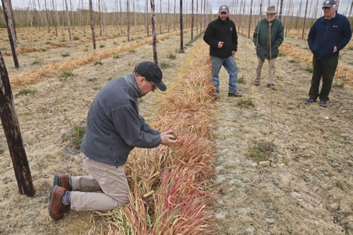 Looking at cover crops after termination by glyphosate