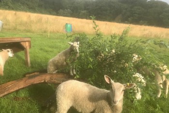 Thumbnail for 'Watch the end-of-trial webinar' page