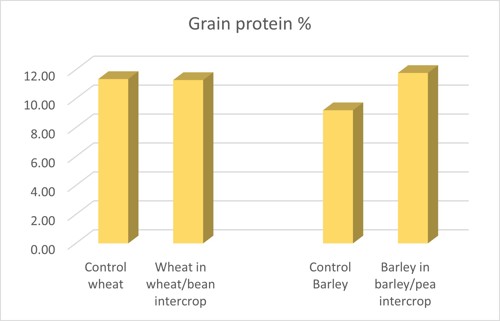 Grain protein %