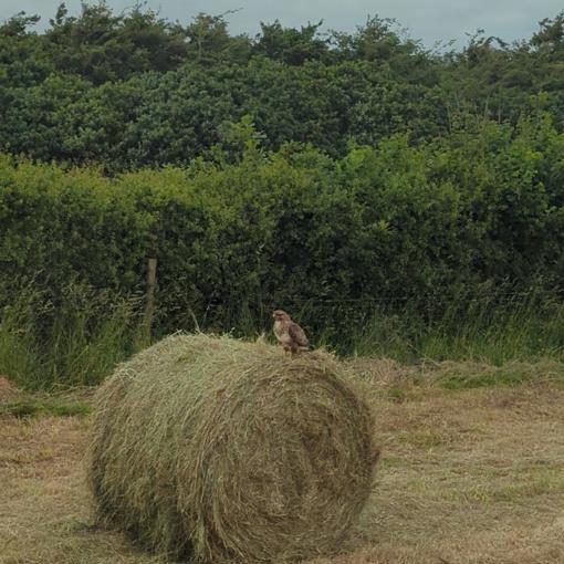 Thumbnail for 'Farmers ditch “nightmare” single-use plastics from hay bales in new farm trials' page