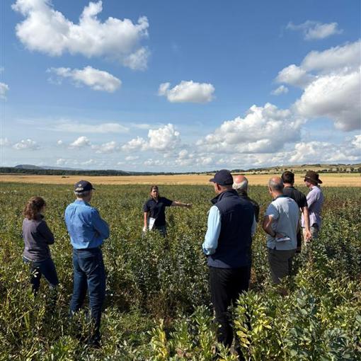 Thumbnail for 'Field Lab Update: Bean Variety Trials in Scotland  ' page