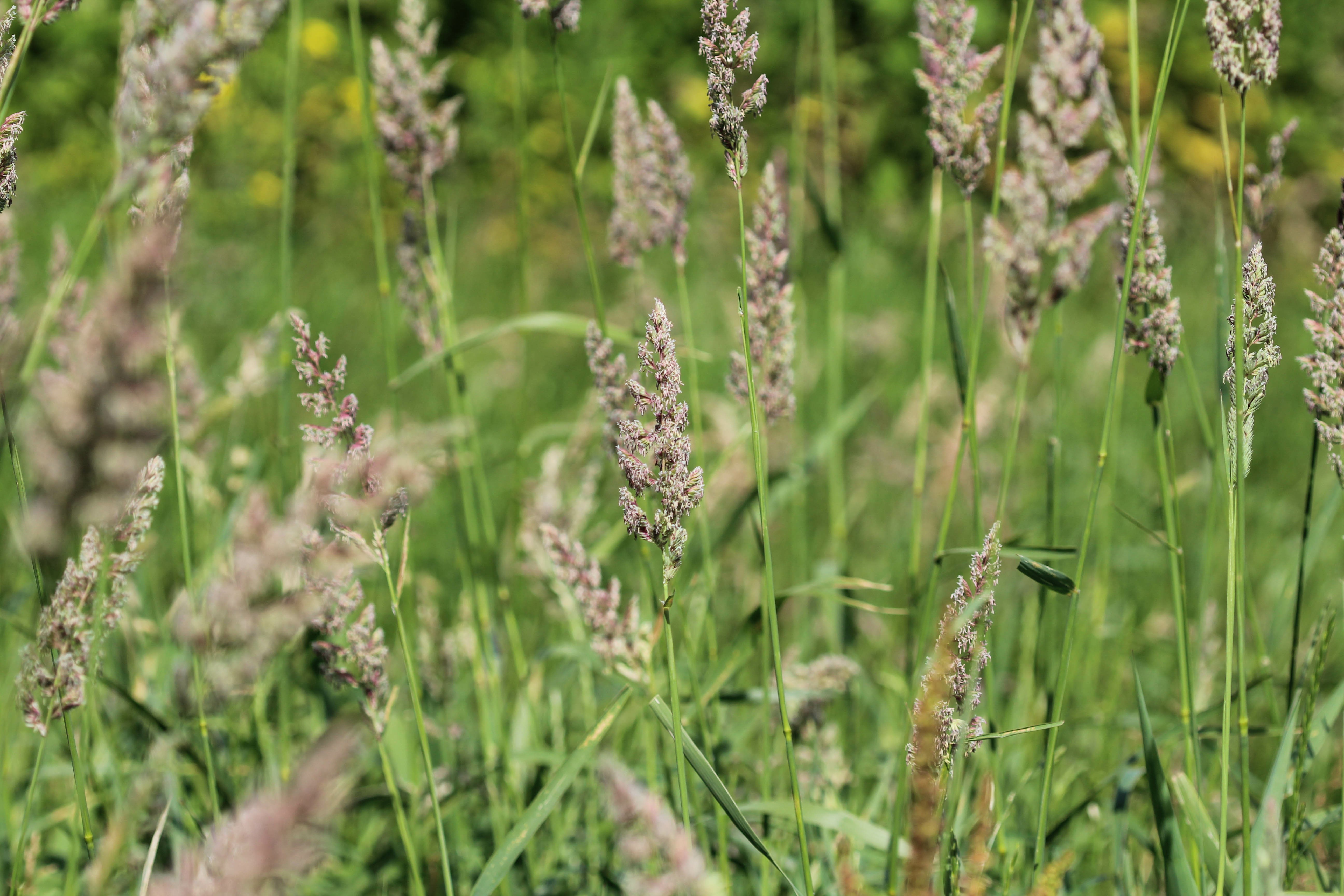 northern-farmers-trial-nature-friendly-grass-species-to-save-costs