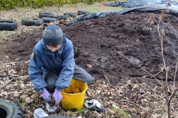 Thumbnail for 'Could treating manure like silage transform your muck management?' page