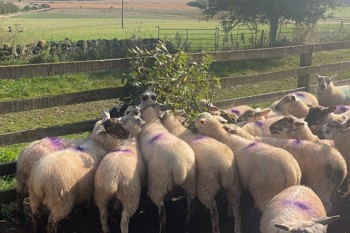 Thumbnail for 'Tree Fodder with Lindsay Whistance - listen to the ORFC 25 session' page