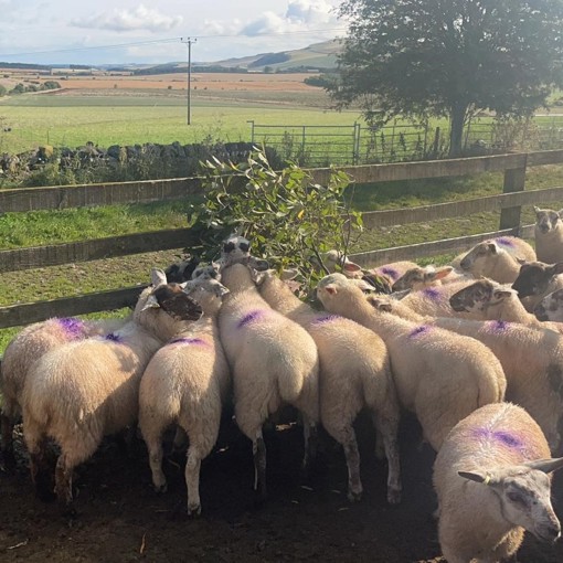 Thumbnail for 'Launch of new Trees for Livestock Health field lab learning network' page