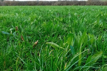 Thumbnail for 'Top tips for establishing herbal leys' page