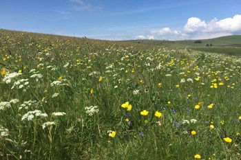 Thumbnail for 'Understanding soil health in the uplands' page