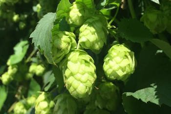 Thumbnail for 'Tillage and soils article on the hop field lab' page