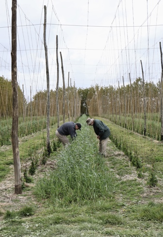 Farmers inspecting the cover crop between rows of hops