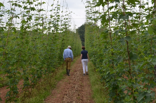 farmers walking through hop garden on terminated cover crops