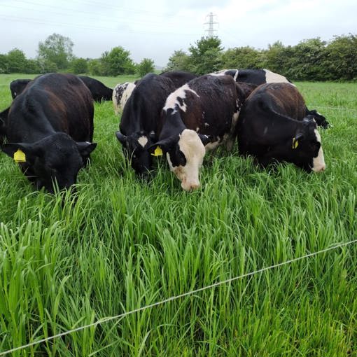 Thumbnail for 'Mob grazing for dairy: can tall grass unlock underperforming fields?' page