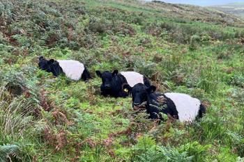 Thumbnail for 'BBC Countryfile - Cattle and salt licks' page