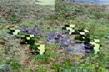 Thumbnail for 'BBC Countryfile - Cattle and salt licks' page