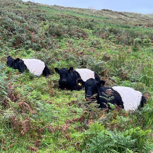 Thumbnail for 'Cattle replace chemicals in trials to control bracken and restore habitats' page