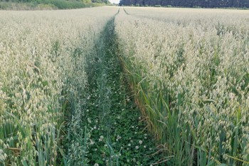 Thumbnail for 'Intercropping cereals and legumes – a farmer guide' page