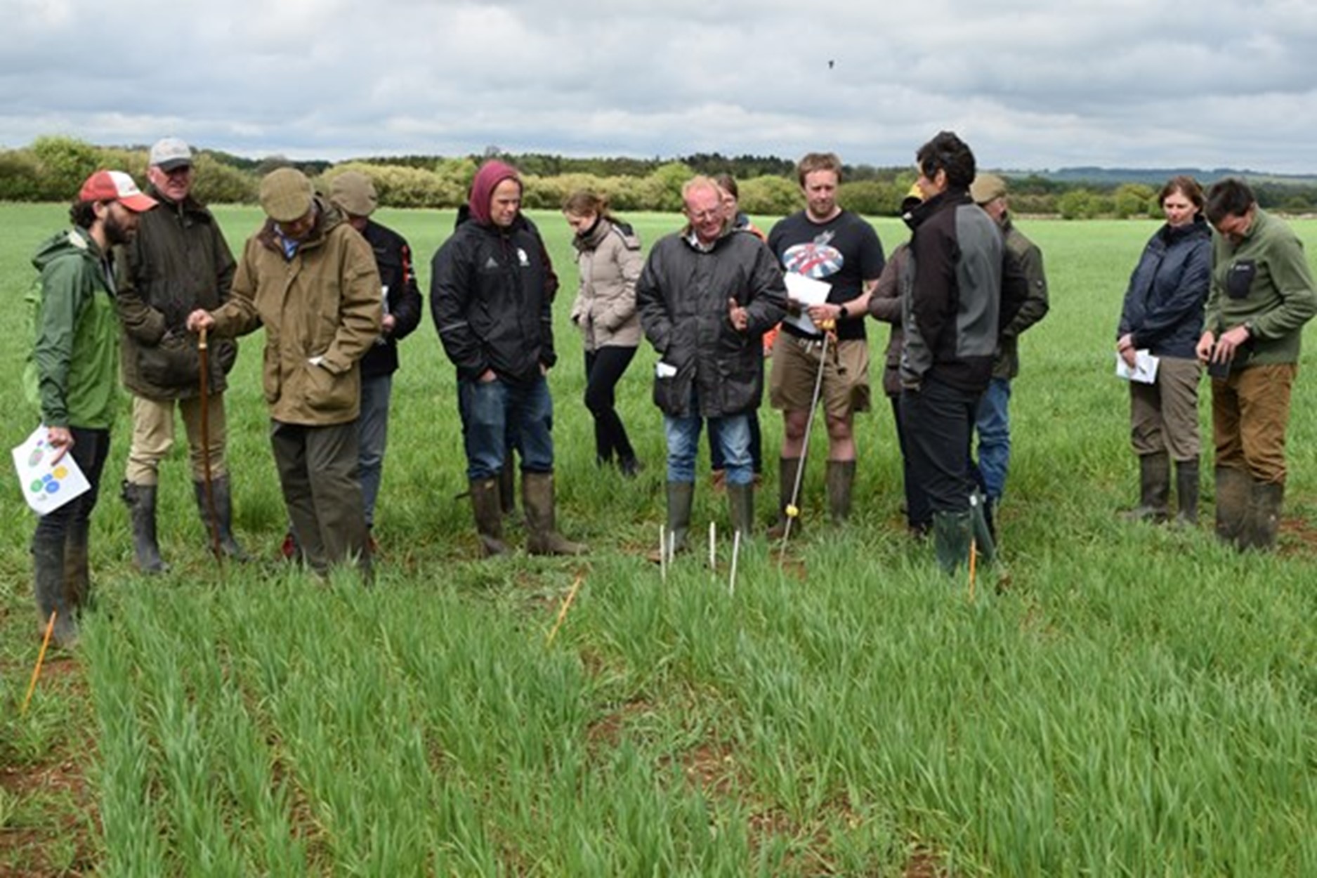 Organic and low input farmers disadvantaged by current wheat breeding