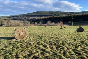 Thumbnail for 'Agricology article - Bale grazing as an effective livestock outwintering strategy' page