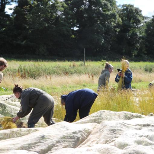 Thumbnail for 'Flax harvest 2024 is underway!' page