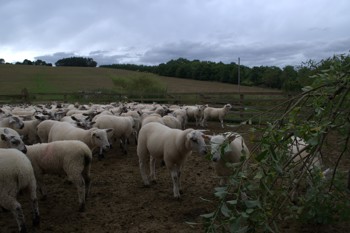 Thumbnail for 'September on farm meeting at trial site' page