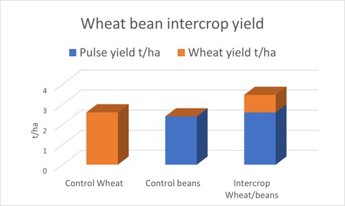 Wheat bean intercrop yield