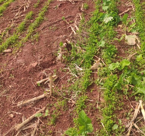 Clover growing in maize stubble