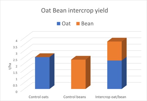 Oat bean intercrop yield