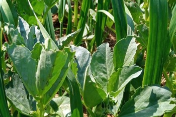 Thumbnail for 'Intercropping article' page