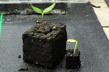 Thumbnail for 'Progress Towards a Peat-Free Horticultural System - recording from ORFC '25' page