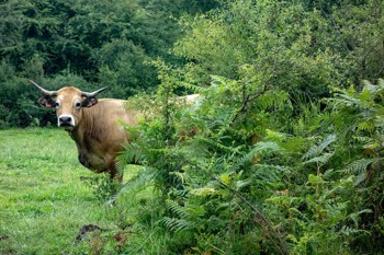 Thumbnail for 'Non Chemical Bracken Management - Animal Health Considerations Webinar - 18th February' page