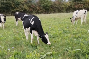 Thumbnail for 'AHDB article: Herbal leys and their place in a resilient dairy system, focusing on Ennis Barton' page